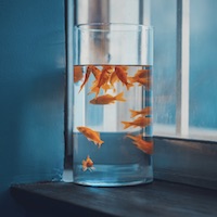 Avatar người chơi 2 tại qq88